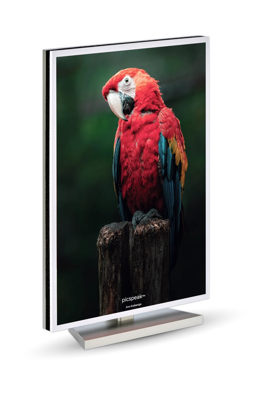 picspeak flat-panel speaker displaying colourful macaw artwork
